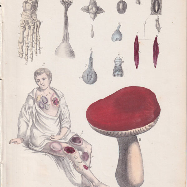 Tavola anatomica, ossa, fungo, 1839