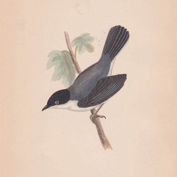 Curruca Melanocephala,1875
