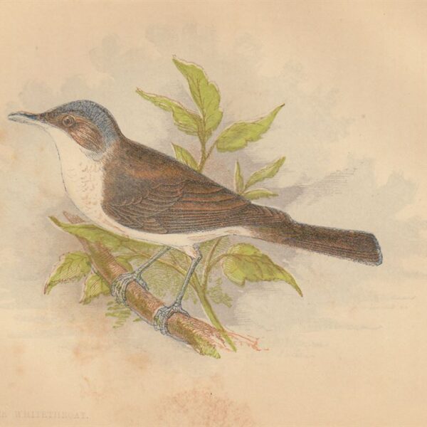 Bigiarella (Lesser Whitethroat), 1853