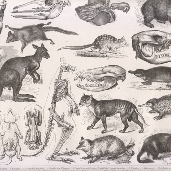 Tavola zoologica, Marsupiali, 1850
