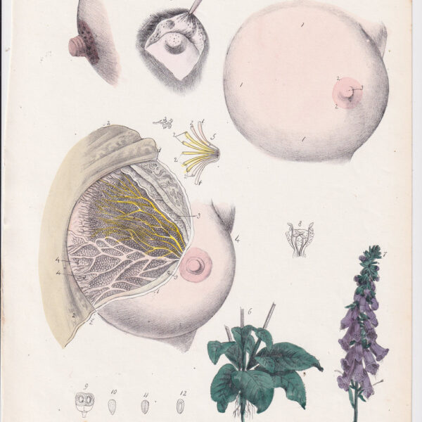Tavola anatomica, ginecologia, seno,1839