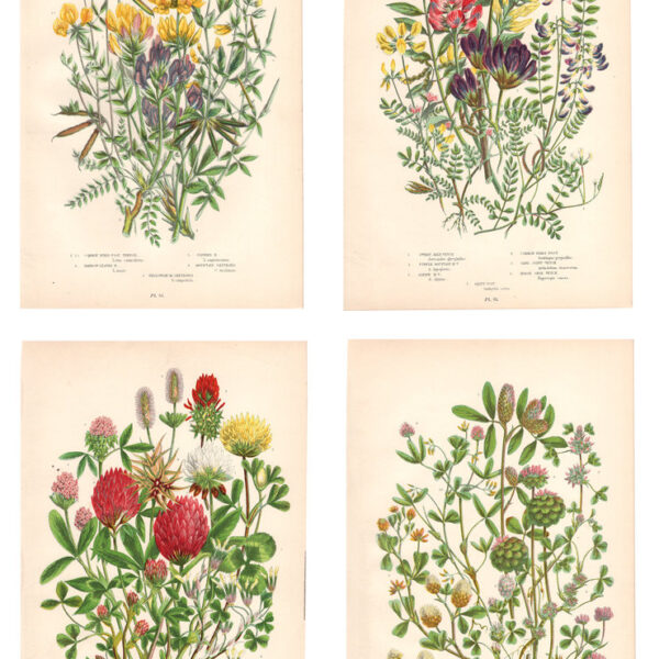 Gruppo di 4 stampe di fiori, 1860