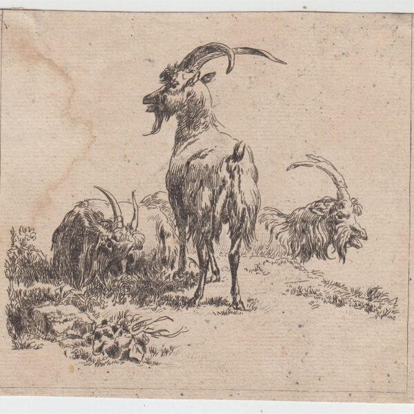 Nicolaes Berchem Animalia, Capre