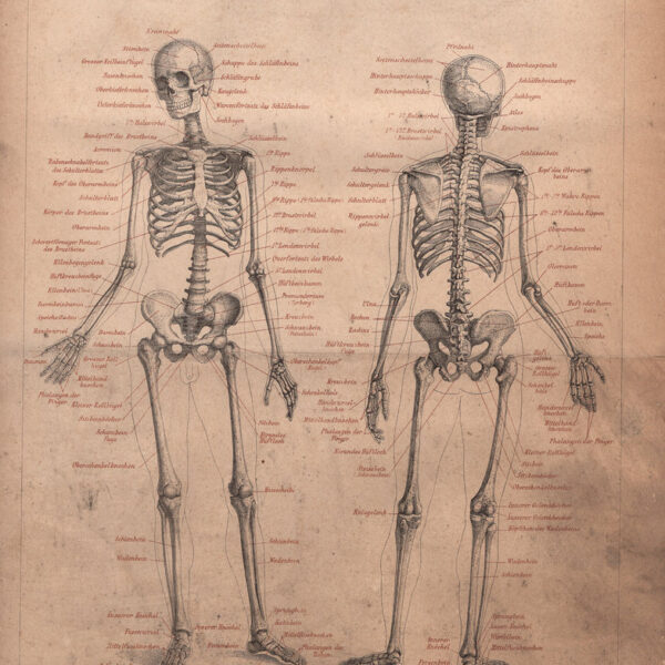 Scheletro, Ossa, 1890
