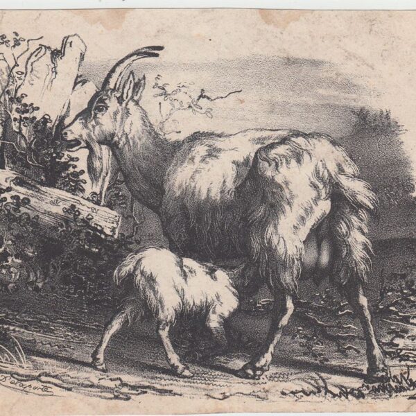 Michel Delaporte, Capre, 1850 ca