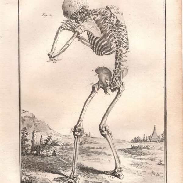 Diderot e D'Alembert,1778, scheletro corpo umano anatomia