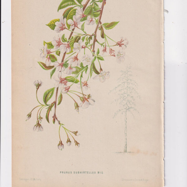 Pruno, Cromolitografia, 1867