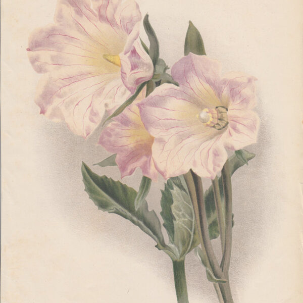 Campanula latifolia, 1890