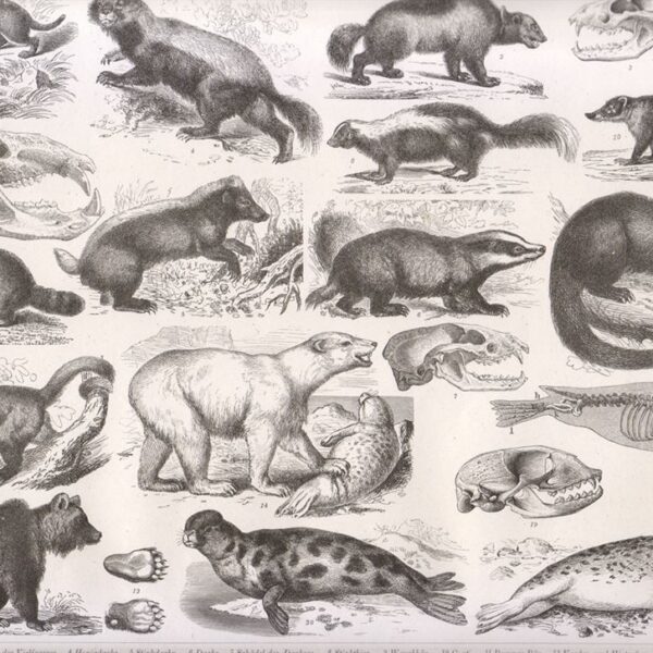 Tavola zoologica, 1850