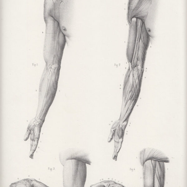 Anatomia, Arti, Muscoli, 1865