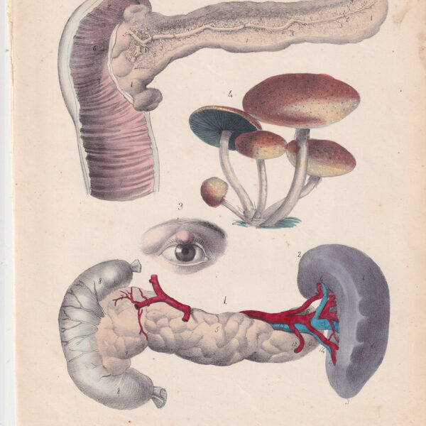 Tavola anatomica, reni, occhio, 1839