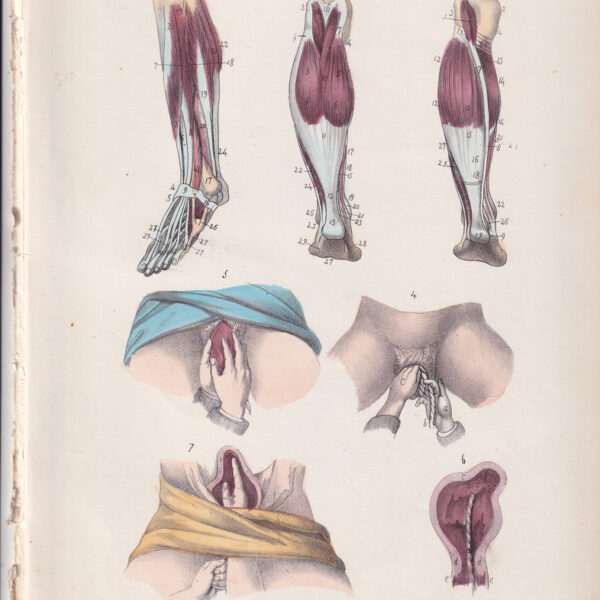 Tavola anatomica, muscoli, ginecologia, 1839