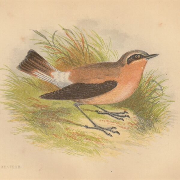Culbianco (Wheatear), 1853