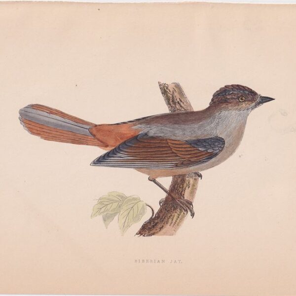 Ghiandaia Siberiana, 1875