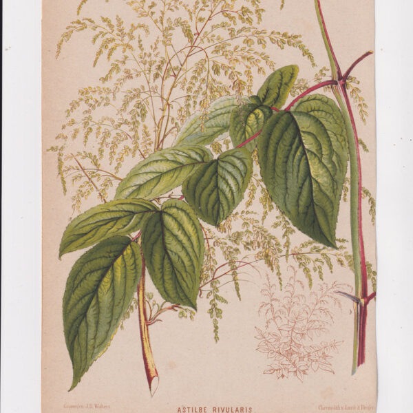 Astilbe, Cromolitografia, 1867