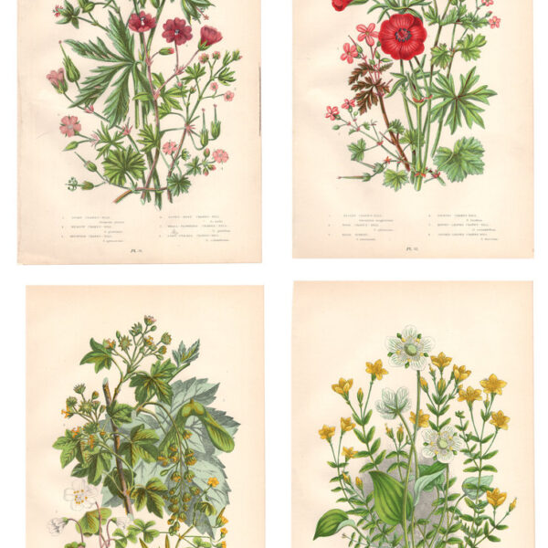 Gruppo di 4 stampe di fiori, 1860