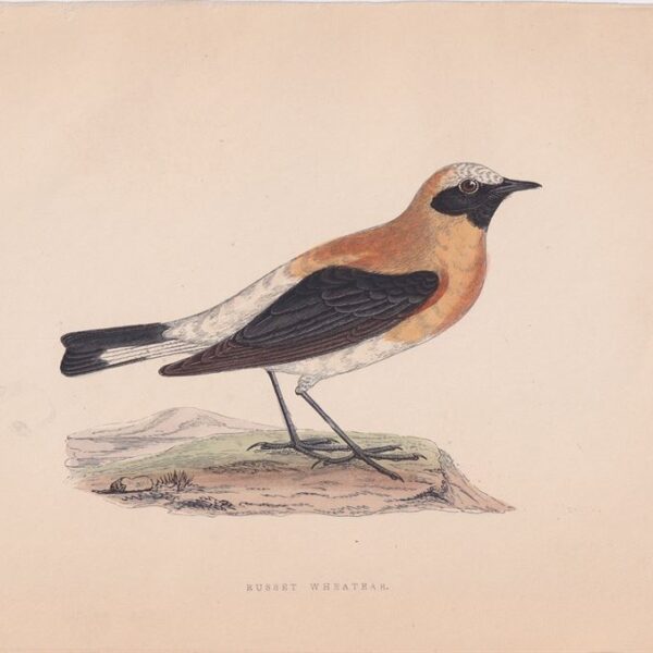 Saxicola Stapazina, 1875