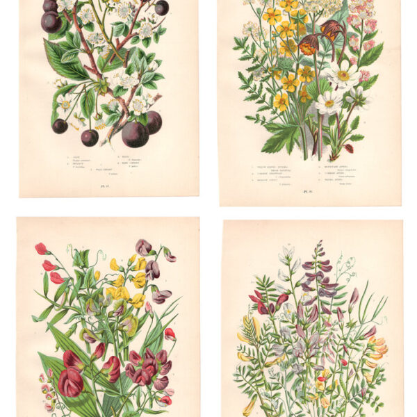 Gruppo di 4 stampe di fiori, 1860