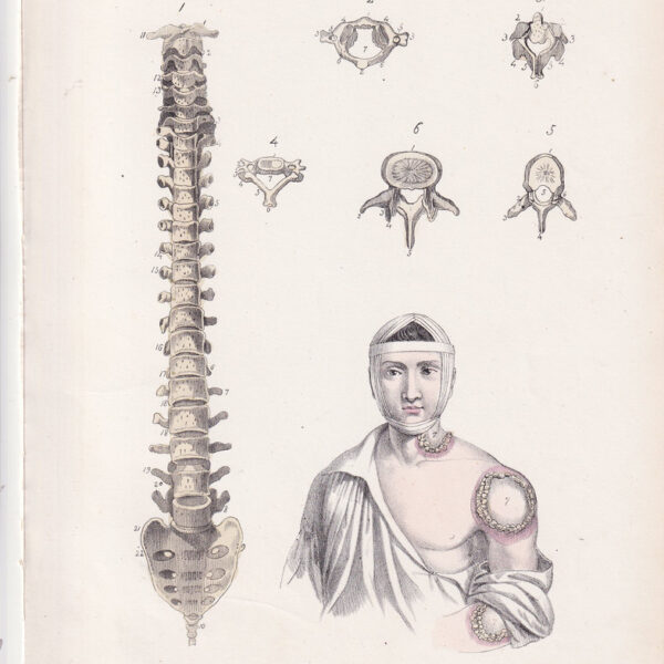 Tavola anatomica, colonna vertebrale, vertebre, 1839
