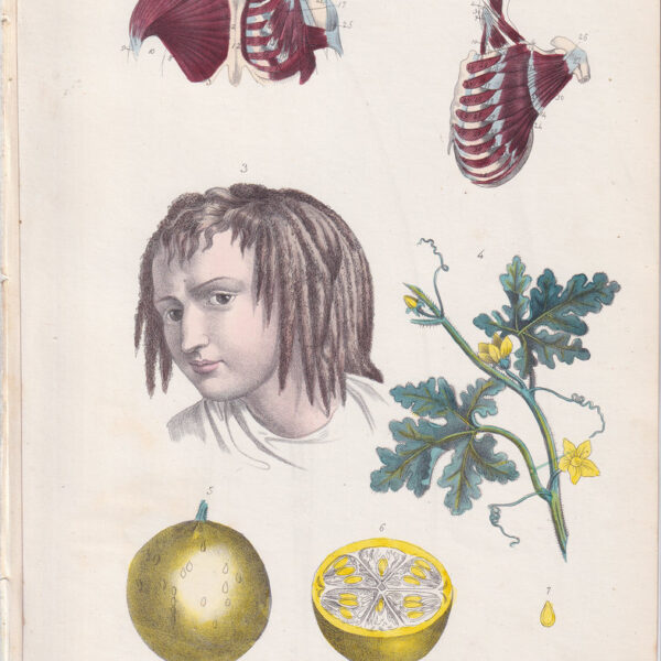 Tavola anatomica, torace, capelli, limone, 1839