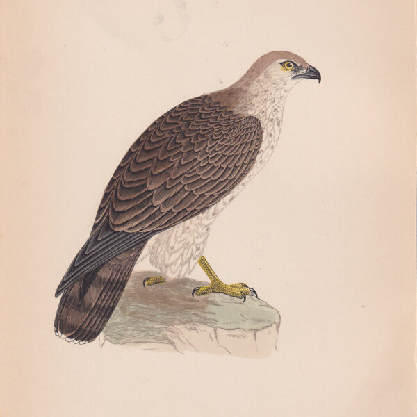 Aquila, Short-Toed Eagle, 1875