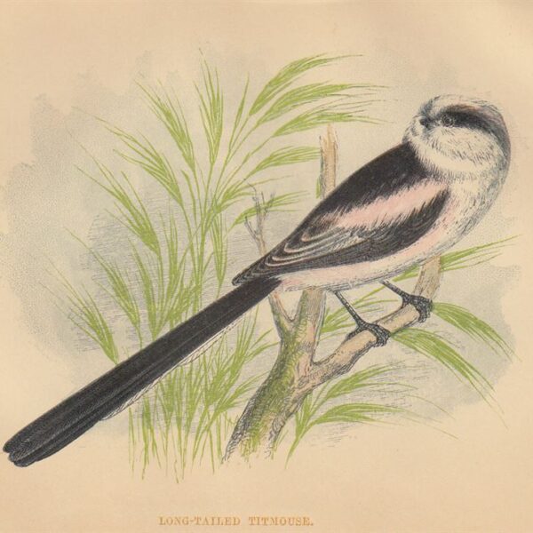 Codibugnolo (Long Tailed Titmouse), 1853