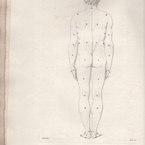 Corpo umano parte posteriore, 1814