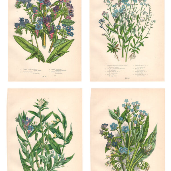 Gruppo di 4 stampe di fiori, 1860