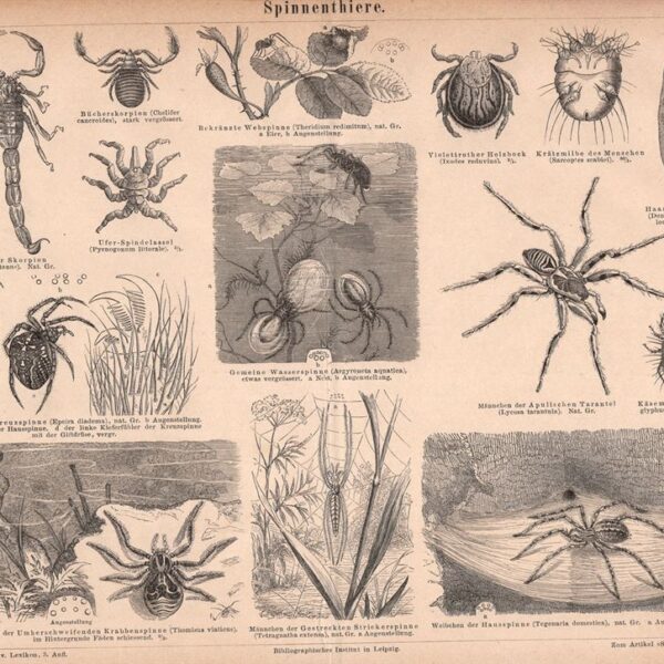 Ragni, Aracnidi, Scorpione, 1890
