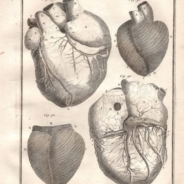 Diderot e D'Alembert,1778, anatomia cardiologia sistema circolatorio cuore