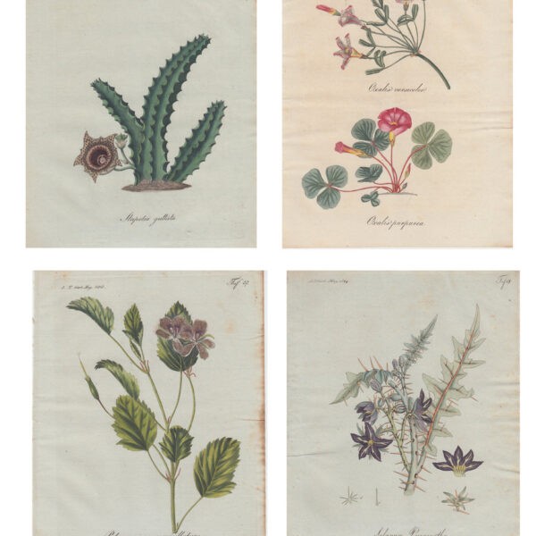 Lotto di 4 stampe di fiori, 1810