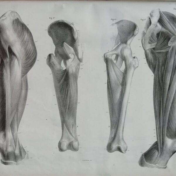 F.Bertinatti, Anatomia, ossa, muscoli, 1839