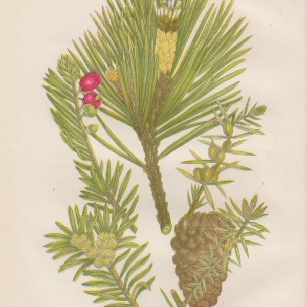 Pino Silvestre, 1860