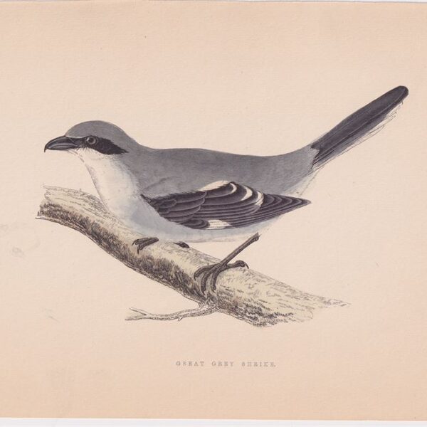 Grande Averla Grigia, 1875