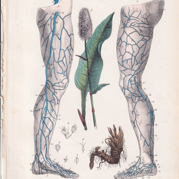 Tavola anatomica, vene, gamba, 1839