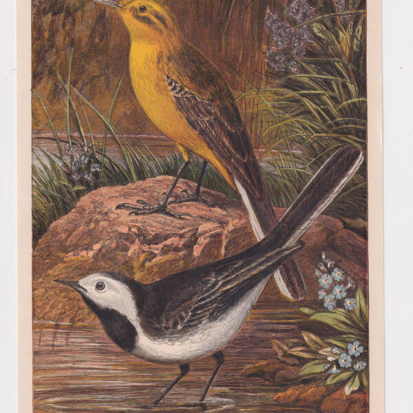 Due uccelli, XX secolo