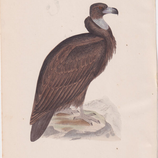 Avvoltoio, Cinereous Vulture, 1875
