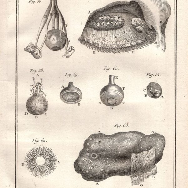 Diderot e D'Alembert,1778, anatomia occhio oculistica