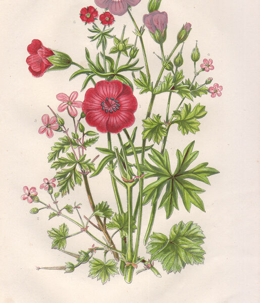 ​Fiori e Piante cm.15x24