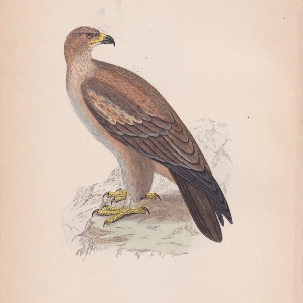 Aquila, Tawny Eagle, 1875