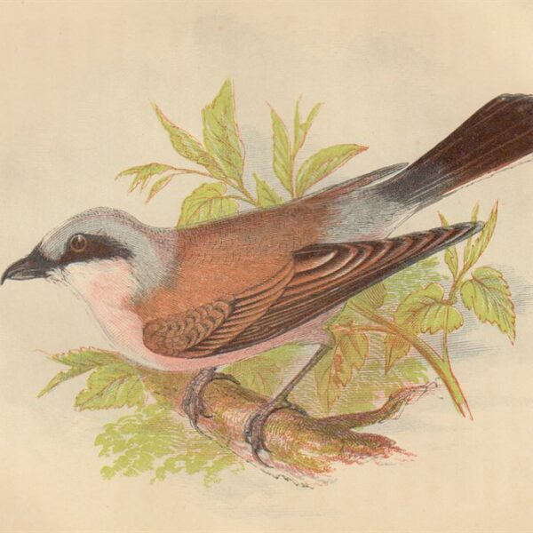 Averla piccola (Red-Backed Shrike), 1853