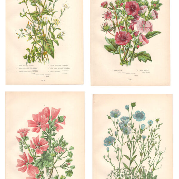 Gruppo di 4 stampe di fiori, 1860