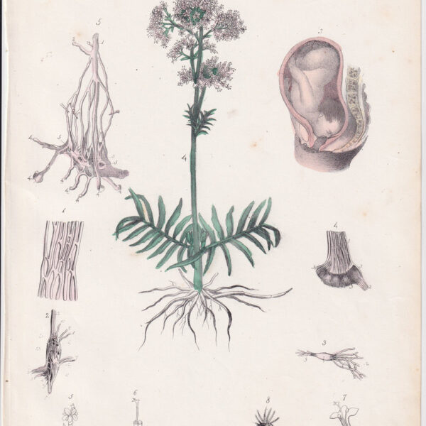 Tavola anatomica, ginecologia, 1839