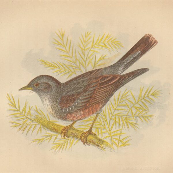 Passero alpino (Alpine Accentor), 1853