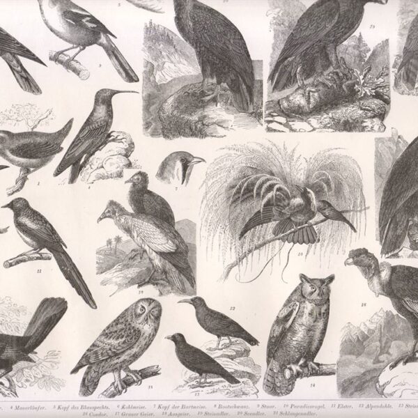 Tavola zoologica, Rapaci, 1850