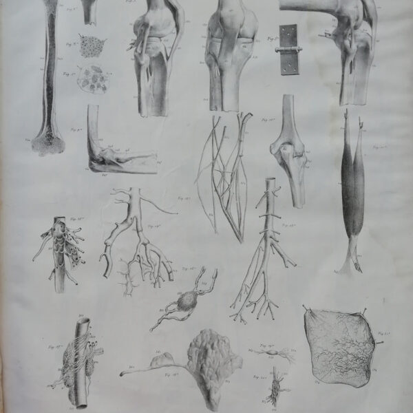 F.Bertinatti, Anatomia, Ossa, 1839