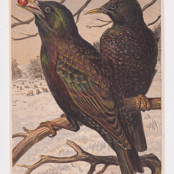 Due uccelli, XX secolo