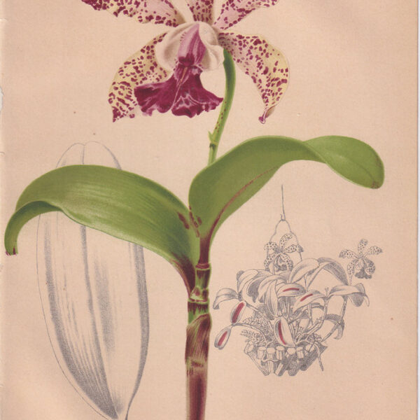 Cattleya, Cromolitografia, 1883
