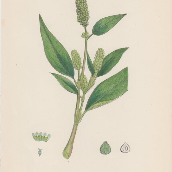 Persicaria, 1902