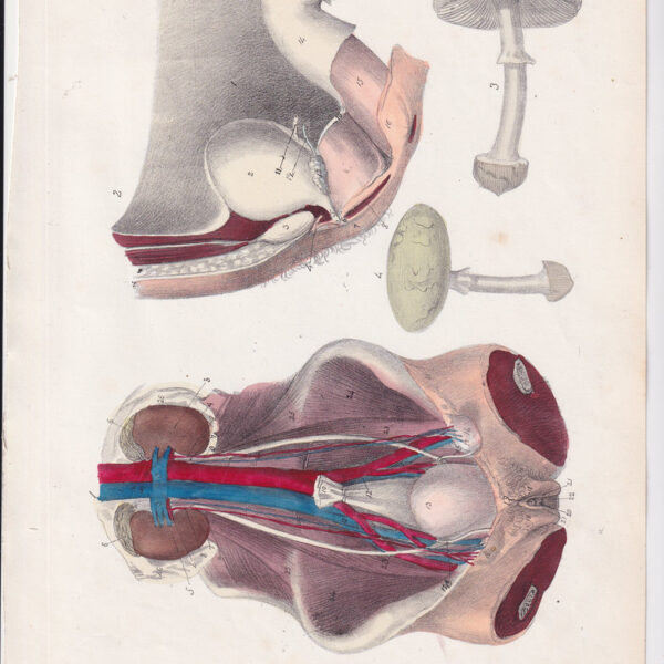 Tavola anatomica, ginecologia, 1839